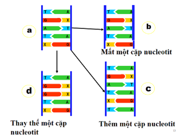 Bài 4 Đột biến gen